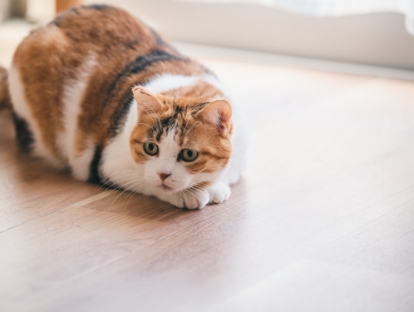 ペット用フロア材